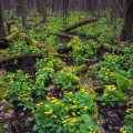Marsh Marigolds, Fowler Woods State Nature Preserve, Richland County