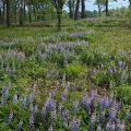 Lupines, Kitty Todd State Nature Preserve, Oak Openings