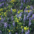 Lupine & Puccoon, Oak Openings