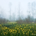 Yellow Iris in Mist, Cuyahoga Valley National Park