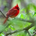 Cardinal in Buckeye, Cuyahoga Valley