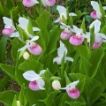 Showy Lady-Slipper Orchids, Cedar Bog, Champaign County