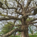 Great White Oak, Logan Old Cemetery, Hocking County