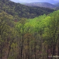 Shawnee Redbud Vista, Scioto County