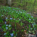 Dwarf Crested Iris, Jackson County