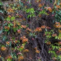 Cross Vine, Adams County
