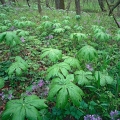 Mayapples & Phlox, Caesar Creek State Nature Preserve, Warren County
