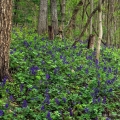 Tall Larkspur, Ohio River Bluffs Preserve, Adams County