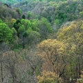 Spring Foliage Near Woodsfield, Monroe County