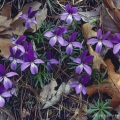 Birds-Foot Violets, Shawnee State Forest, Adams County