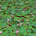 Water Lilies, Lake Hope State Park, Vinton County