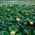 American Lotus, Seneca Lake