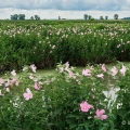Swamp Rose Mallows, Ottawa County