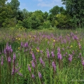 Blazing Star, Prairie Road Fen State Nature Preserve, Clark County