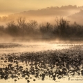 Misty Sunrise, Tappan Lake, Harrison County