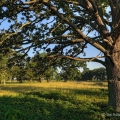Daughmer Savanna State Nature Preserve, Crawford County