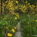Prairie Dock, Adams Lake State Park, Adams County