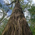 Burr Oak, Goll Woods State Nature Preserve, Fulton County