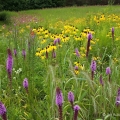 Blazing star, royal catchfly, Canada wild rye and coneflowers bloom in early August at a tallgrass prairie in Knox County.