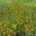 Canada Rye, Coreopsis, & Black-eyed Susans, Springfield Bog Metropark, Summit County