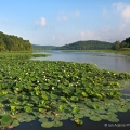 American Lotus, Tappan Lake, Harrison County