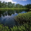 Flatiron Lake Bog State Nature Preserve, Portage County