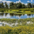 Bur-Marigolds, Springville Marsh State Nature Preserve, Seneca County