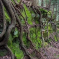 Tree Roots, Hocking State Forest