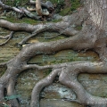 Birch Roots, South Chagrin Reservation, Cleveland Metroparks
