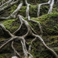Birch Roots, Nelson Ledges State Park, Portage County