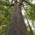 White Oak, Dysart Woods, Belmont County