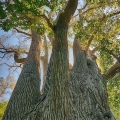 Eastern Cottonwood, Alum Creek State Park, Delaware County