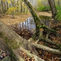Sycamores, Caesar Creek Gorge State Nature Preserve, Warren County