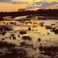 Sunrise, Funk Bottoms Wildlife Area, Wayne County