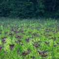 New York Ironweed, Cuyahoga Valley National Park