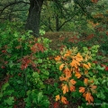 Sassafras & Black Oak, Oak Openings Metropark, Lucas County