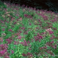 Joe Pye Weed & New York Ironweed, Harrison County