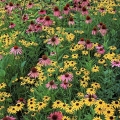 Purple Coneflowers & Black-eyed Susans, Holden Arboretum, Lake County