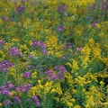 New England Asters & Goldenrod, Burton Wetlands State Nature Preserve, Geauga County