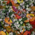 Asters & Poison Ivy Leaves, Cuyahoga Valley National Park