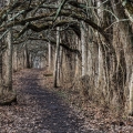 Osage Orange Tunnel, Sugarcreek Metropark, Greene County