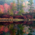 Red maples glow in their fall finery around a kettle lake at Triangle Lake State Nature Preserve near Ravenna in Portage County.