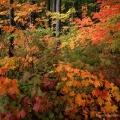 Hach-Otis State Nature Preserve, Cuyahoga County