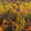 Fall Color, Holmes County