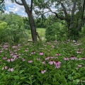 Purple Coneflowers, Gallagher Fen State Nature Preserve