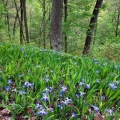 Dwarf Crested Iris, Shawnee State Park