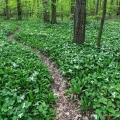 White Trilliums, Eagle Creek State Nature Preserve, Portage County