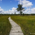 Irwin Prairie State Nature Preserve, Lucas County