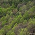 Spring Foliage from Overlook, Crane Hollow, Hocking Hills