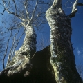 Hollow Sycamore, Poland Municipal Forest